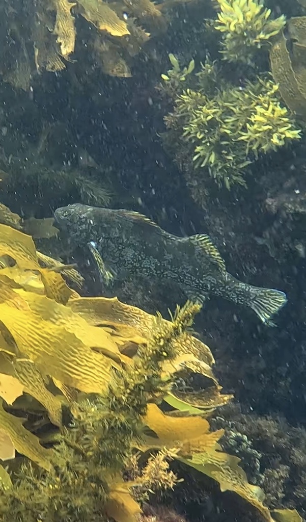 Keke (Aplodactylus arctidens) — Aplodactylidae