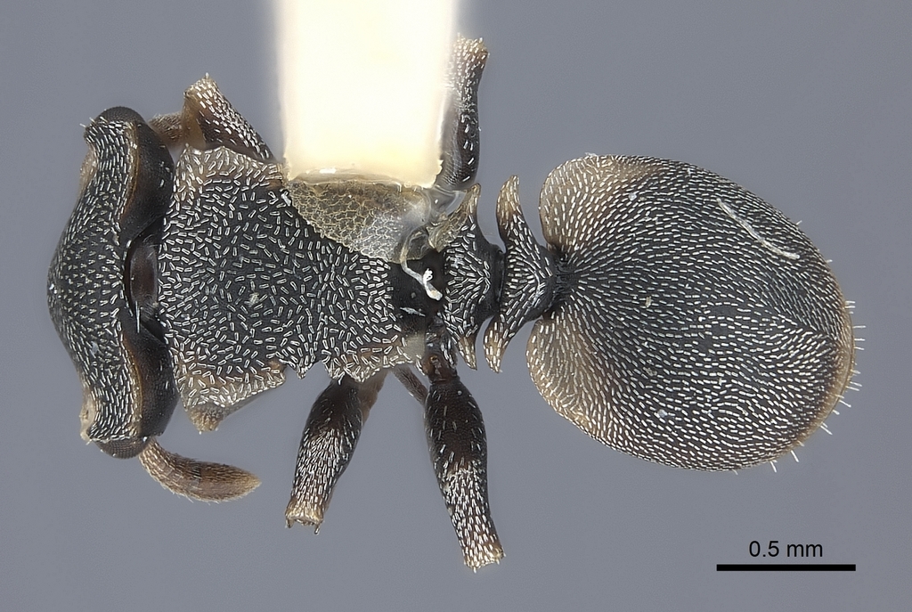 Cephalotes scutulatus