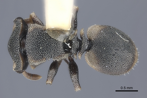 Cephalotes scutulatusCephalotes scutulatus