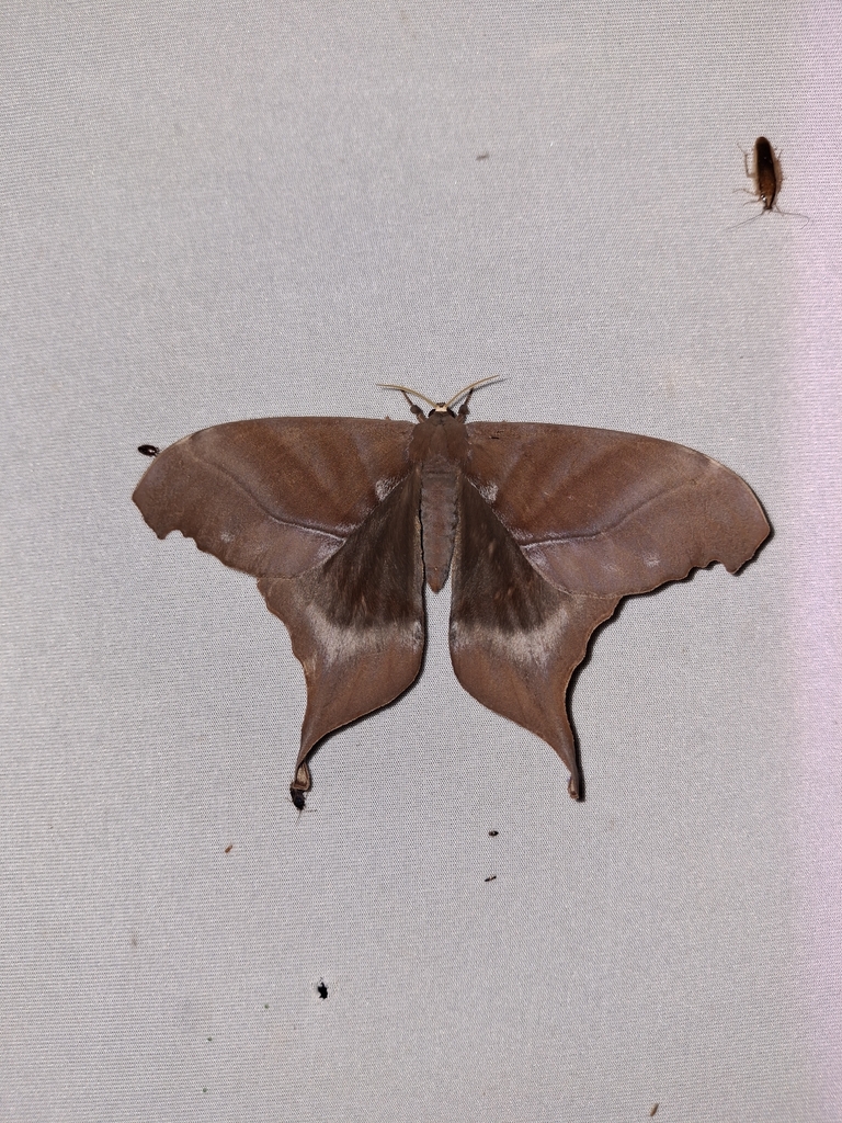Paradaemonia meridionalis