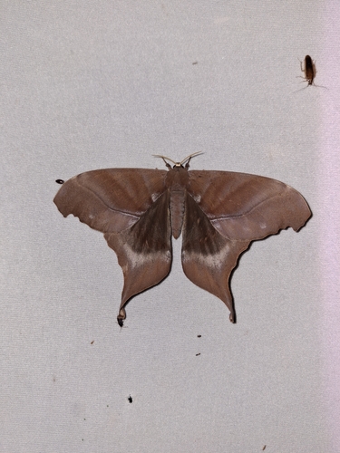 Paradaemonia meridionalis