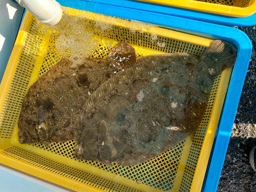 Slijm-schar (Microstomus achne) — Pleuronectidae — 3
