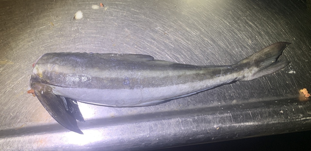 Cobia (Rachycentron canadum) — Rachycentridae