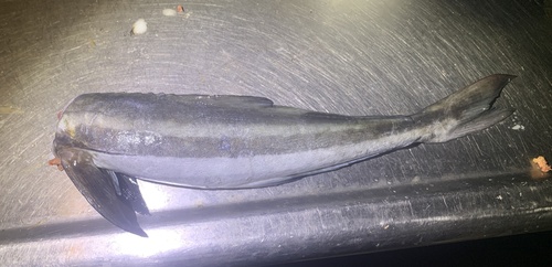 Cobia (Rachycentron canadum) — Rachycentridae