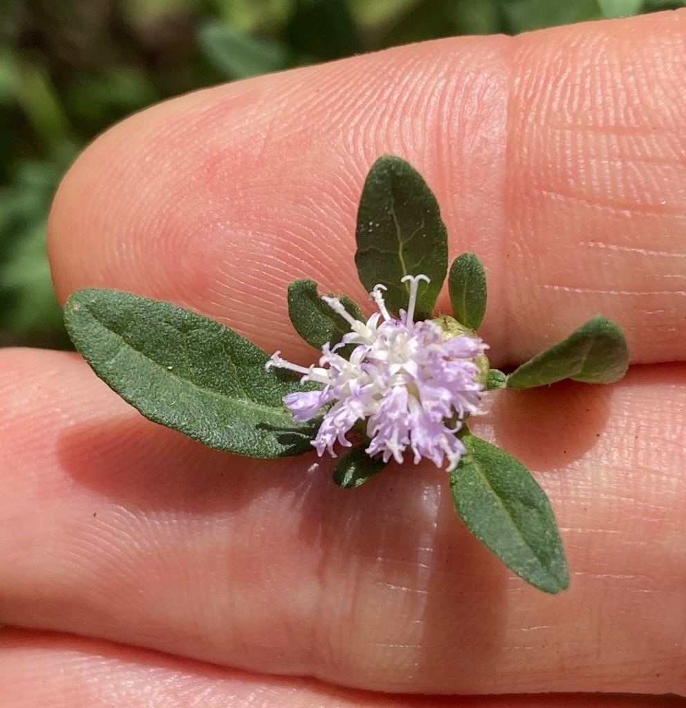 Cúc sợi tím – Centratherum punctatum