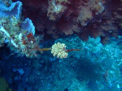 Tubastraea