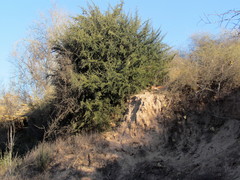 Atamisquea emarginata