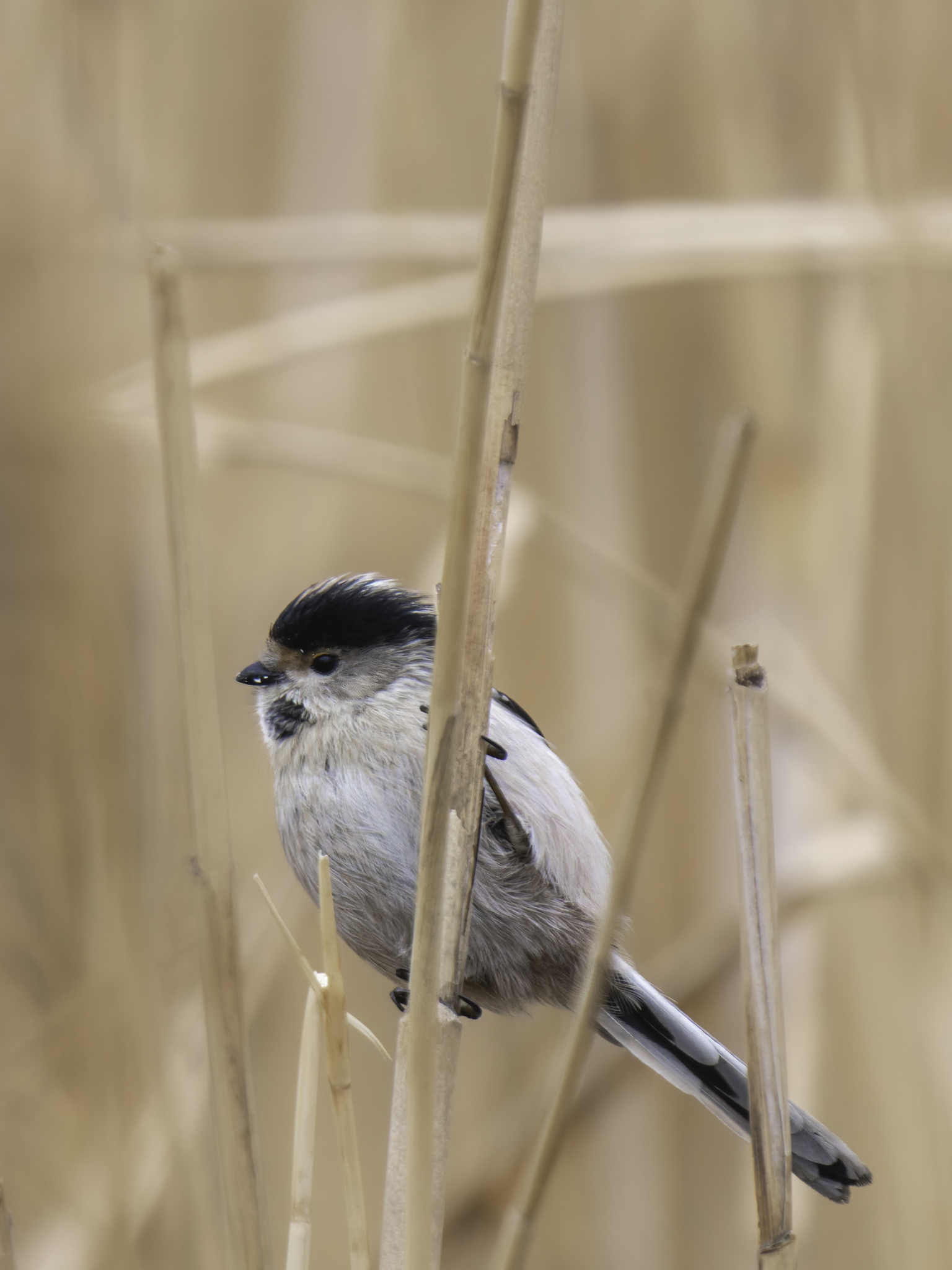Silver-throated Bushtit (Aegithalos glaucogularis), photo 6