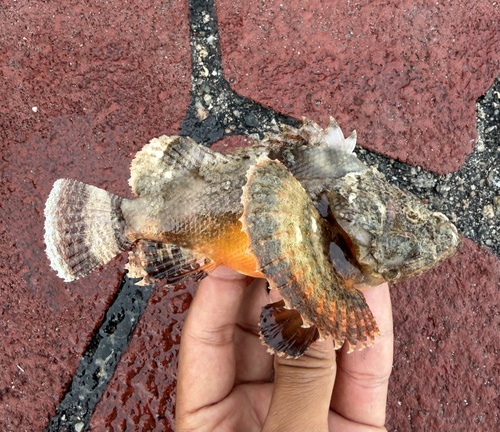 Scorpaenopsis neglecta observed 2026-01-25