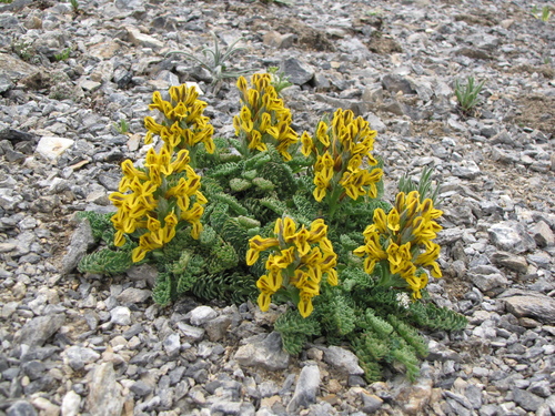 Corydalis dasyptera