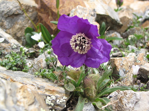 Meconopsis lancifolia, 2018-07-07