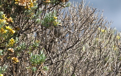 Leptasthenura andicola