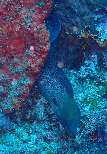 Gymnothorax javanicus