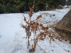 Rumex thianschanicus