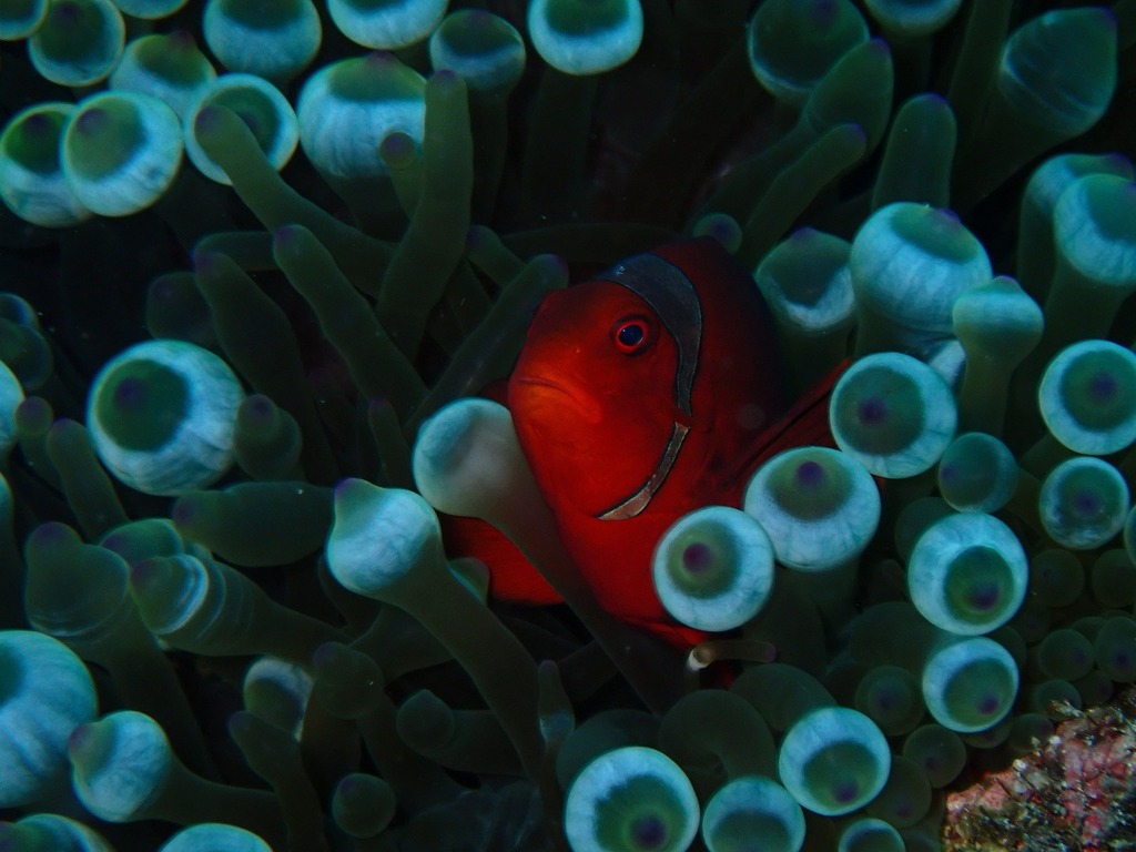 Spinecheek anemonefish (Premnas biaculeatus)