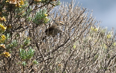 Leptasthenura andicola