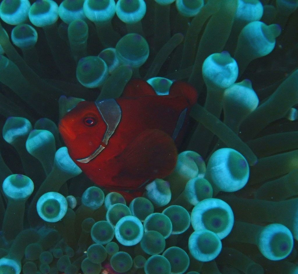 Spinecheek anemonefish (Premnas biaculeatus)