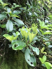 Medinilla medinilliana