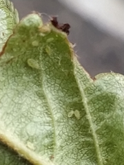 Acyrthosiphon