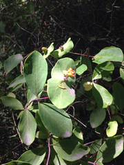 Lonicera × americana