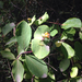 Lonicera × americana - Photo 由 Mark Parker 所上傳的 (c) Mark Parker，保留部份權利CC BY-NC
