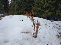 Rumex thianschanicus