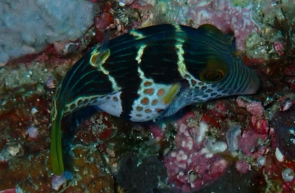 Banded Toby (Canthigaster valentini)