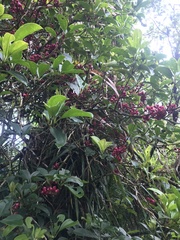 Medinilla medinilliana