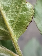 Acyrthosiphon