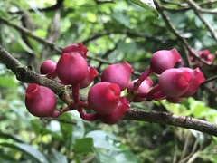 Medinilla medinilliana