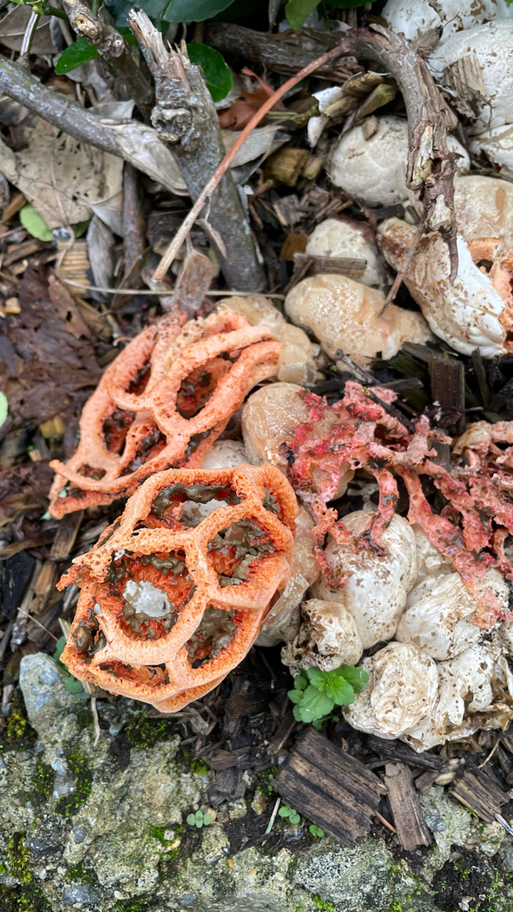 Clathrus ruber · November 2025 · photo: © toot_alamouche (iNaturalist, cc0)