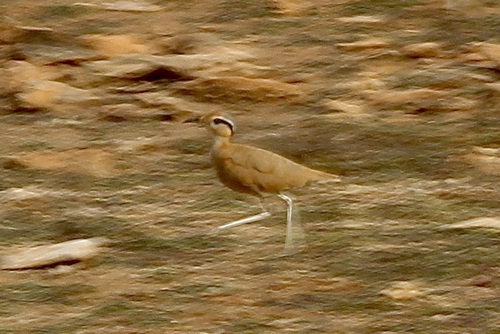 Cream-colored Courser (Cursorius cursor), photo 5