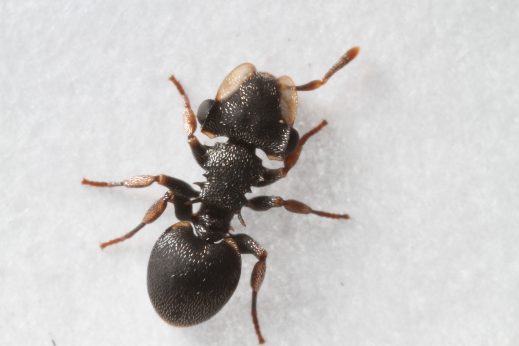 Cephalotes minutus