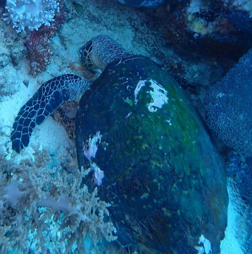 Eretmochelys imbricata