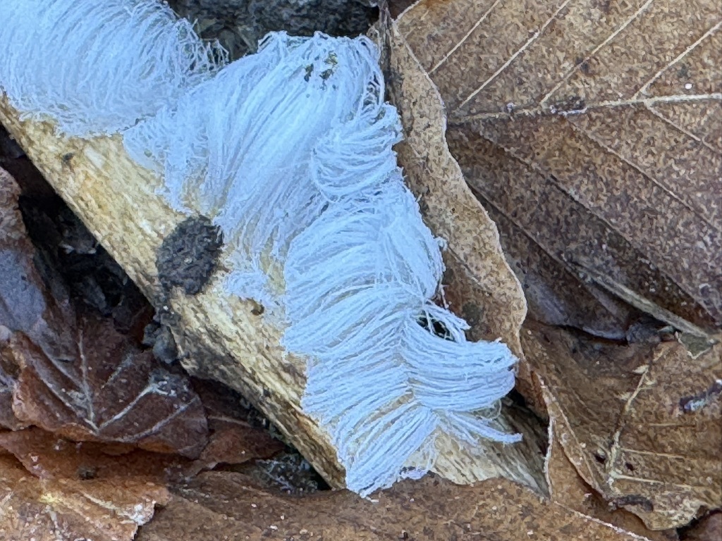 Exidiopsis effusa · December 2025 · photo: © pwlz (iNaturalist, cc-by)
