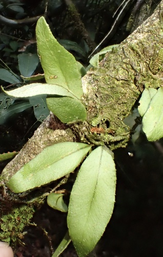 Microgramma reptans, photograph 5