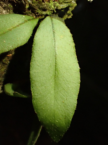 Microgramma reptans, photograph 6