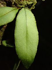 Microgramma reptans, photograph author not stated, no rights reserved