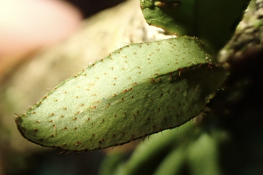 Microgramma reptans; photograph author not stated, no rights reserved