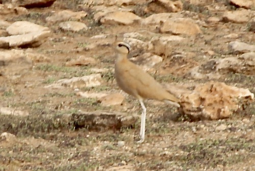 Cream-colored Courser (Cursorius cursor), photo 6