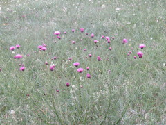 Carduus collinus