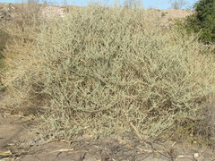 Atriplex lampa
