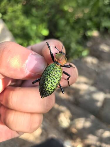 Carabus lafossei