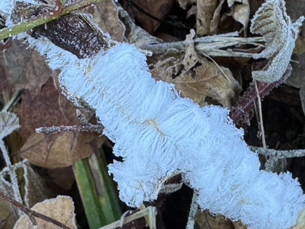 Exidiopsis effusa · December 2025 · photo: © pwlz (iNaturalist, cc-by)