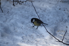 Parus major