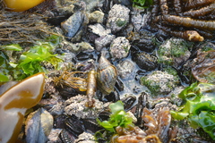 Burnupena catarrhacta