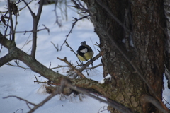 Parus major