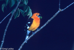 Pheucticus chrysopeplus