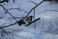Parus major
