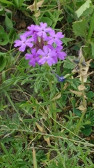 Glandularia dissecta